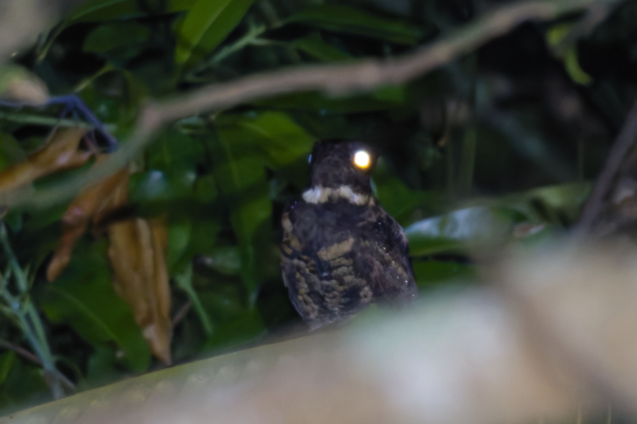 Great Eared Nightjar (Lyncornis macrotis), photo 3