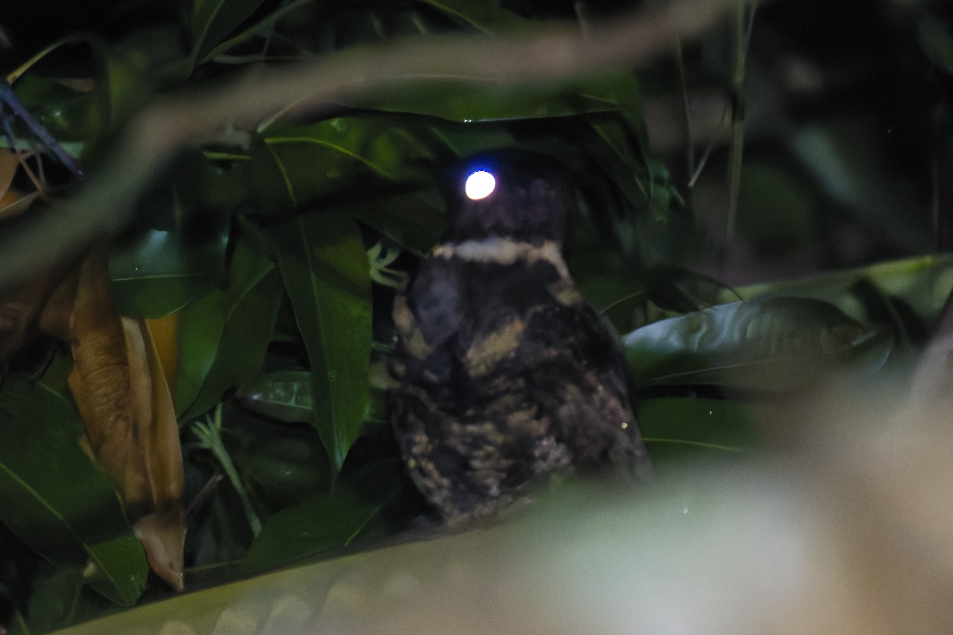 Great Eared Nightjar (Lyncornis macrotis), photo 2