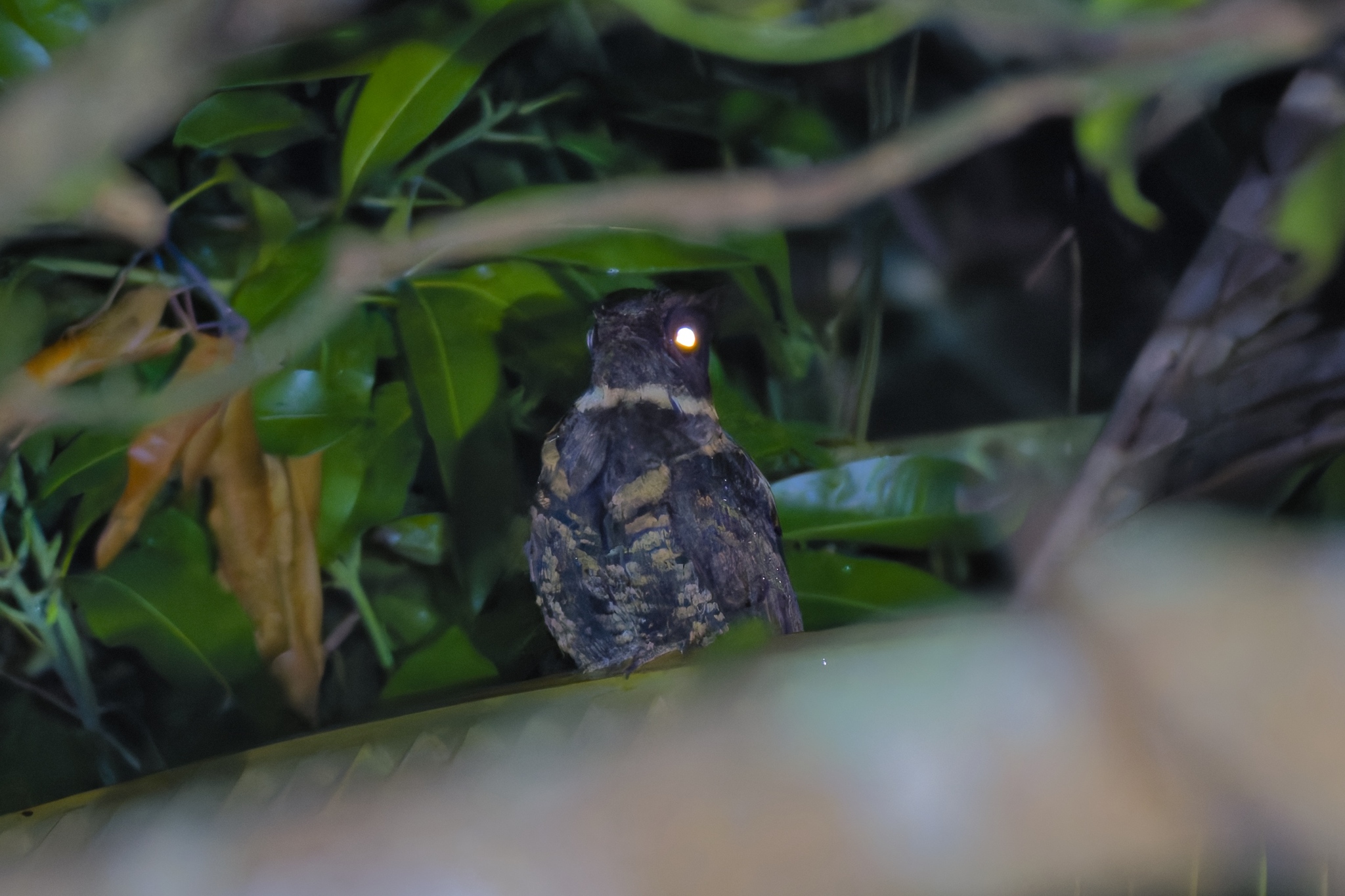 Great Eared Nightjar (Lyncornis macrotis), photo 1