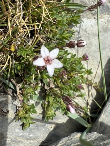 Arenaria purpurascens, photograph 4