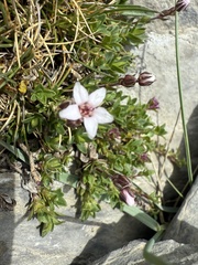 Arenaria purpurascens, photograph (c) Cenaida, some rights reserved (CC BY)