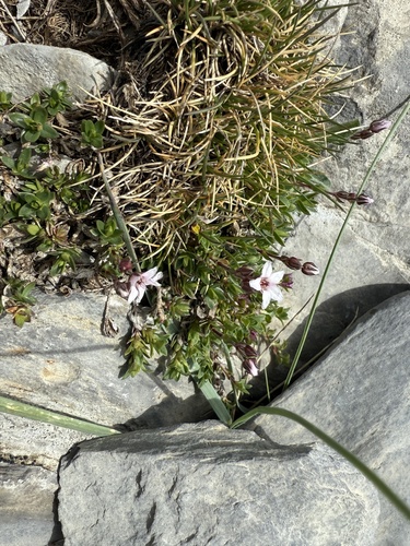 Arenaria purpurascens, photograph 5