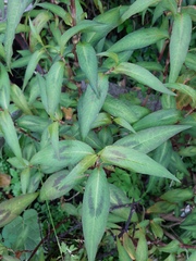 Persicaria odorata