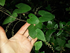 Dioscorea mundii