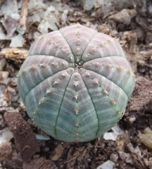 Euphorbia obesa