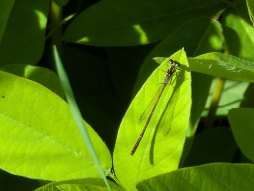 Fragile Forktail