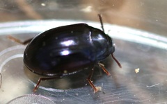 Platydema violacea