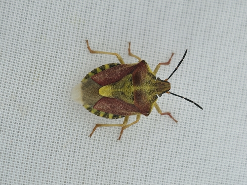 Black-shouldered Shieldbug