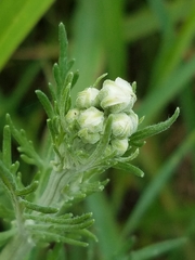 Hymenopappus