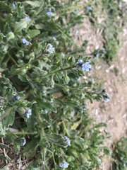 Bothriospermum chinense