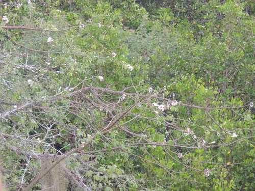 Ceiba erianthos, photograph 2