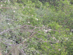 Ceiba erianthos, photograph (c) Paulo Nogueira, some rights reserved (CC BY)