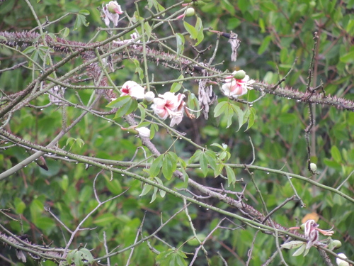 Ceiba erianthos, photograph 3