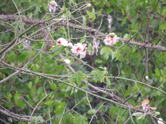Ceiba erianthos, photograph (c) Paulo Nogueira, some rights reserved (CC BY)