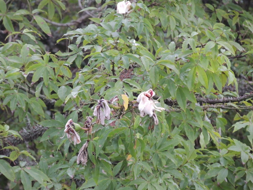 Ceiba erianthos