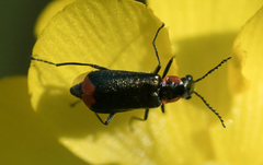 Malachius