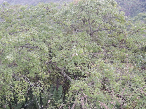 Ceiba erianthos, photograph 1