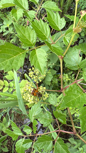 Delta Flower Scarab