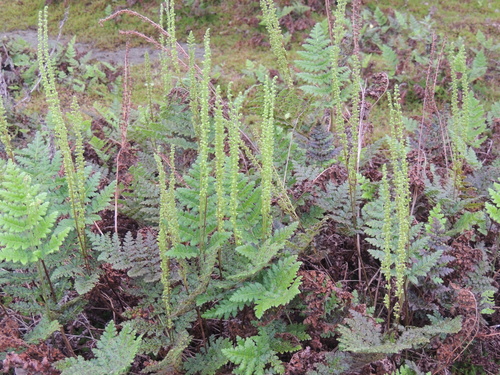 Anemia raddiana (Anemia raddiana)