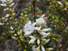 Styphelia exarrhena