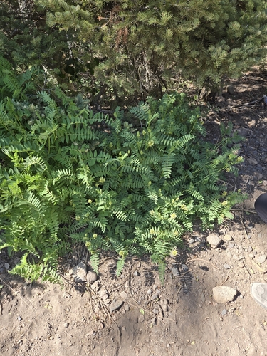 Chickpea Milkvetch