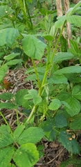 Rubus apetalus