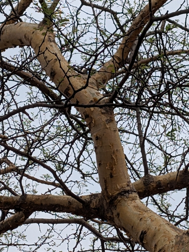 Senegalia senegal, photograph 2