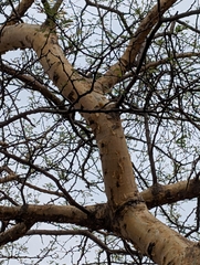 Senegalia senegal, photograph (c) Ravuri Krishna Chaitanya, some rights reserved (CC BY)
