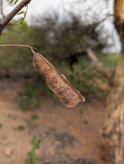 Senegalia senegal, photograph (c) Ravuri Krishna Chaitanya, some rights reserved (CC BY)