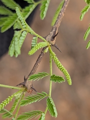 Senegalia senegal, photograph (c) Ravuri Krishna Chaitanya, some rights reserved (CC BY)