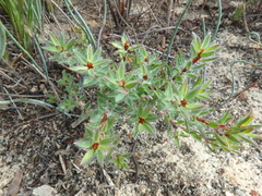 Pultenaea involucrata