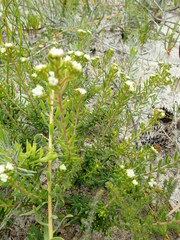 Phylica lasiocarpa