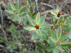 Pultenaea involucrata