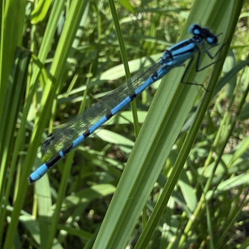 Common Blue Damselfly