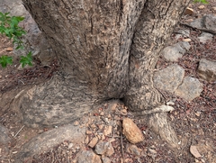 Lannea coromandelica, photograph (c) Ravuri Krishna Chaitanya, some rights reserved (CC BY)