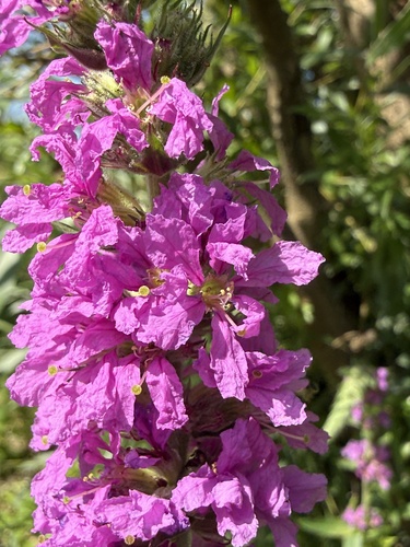 purple loosestrife