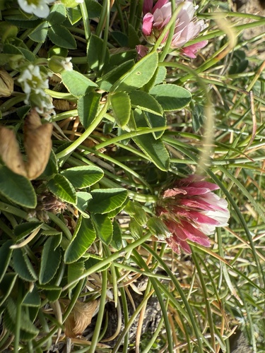 Trifolium thalii, photograph 5