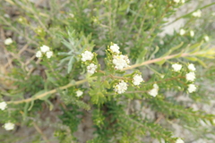 Phylica lasiocarpa