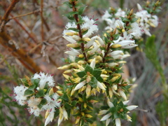 Styphelia exarrhena