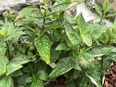 Achetaria azurea