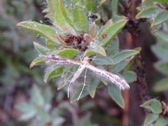 Stangeia xerodes