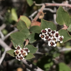 Euphorbia tomentulosa