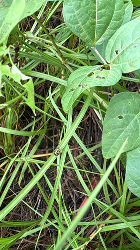 Bean Leaf Beetle