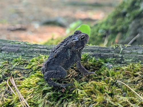 American Toad