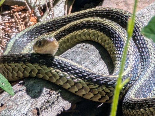 Common Garter Snake