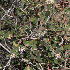 Euphorbia tomentulosa