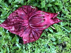 Kigelia africana africana