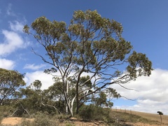 Eucalyptus opimiflora