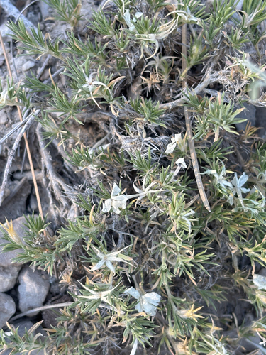 Phlox austromontana, photograph 2