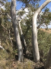 Eucalyptus opimiflora